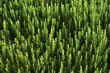 Rosemary bush
