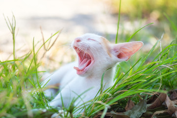 Close-up golden white kitten yawning on lawn