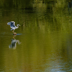 Common grey heron at Elbe river, Germany