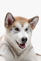 Husky malamute puppy lying isolated on white studio