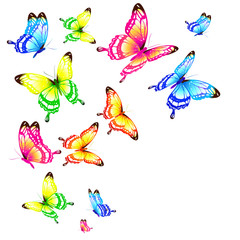 beautiful color butterflies,set, isolated  on a white