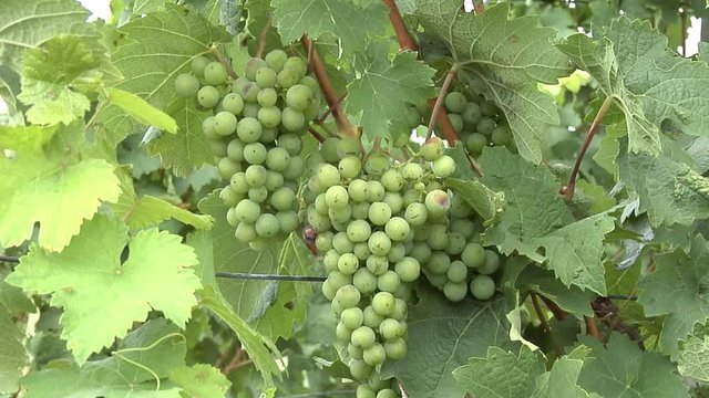 Close up of some vine plants with grapes, not yet fully ripe.