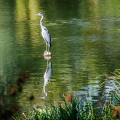Common grey heron at Elbe river, Germany