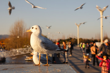 Seagull on a promenade with people in the background