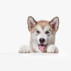 Husky malamute puppy lying isolated on white studio