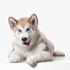 Husky malamute puppy lying isolated on white studio
