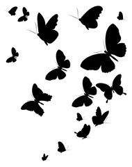 black butterfly, isolated on a white