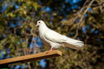 White pigeon on the background of the leaves.