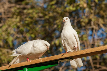 Two white doves on a background of leaves.