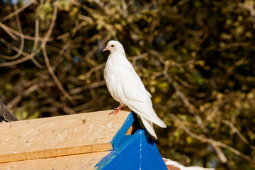 White pigeon on the background of the leaves.