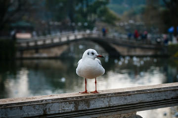 White seagull in a park