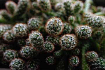Nature cactus