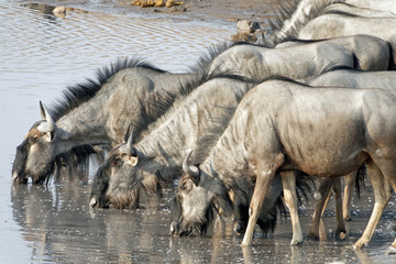 A group of Wildebeest drinking water at the waterhole, Etosha National Park, Namibia, Africa