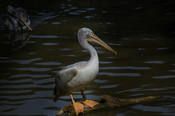 pelican in water