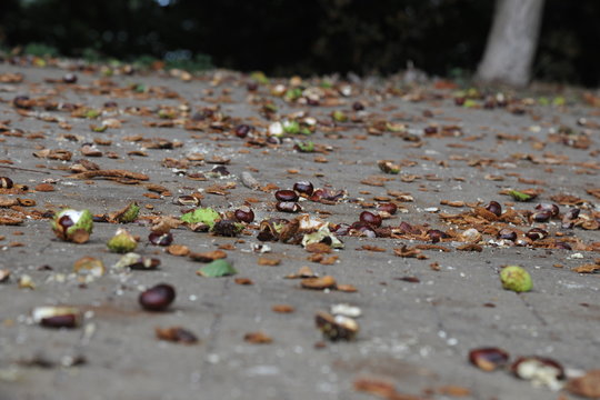 Herbst Landschaft heruntergefallene Kastanien maronen Eicheln zum f&uuml;ttern basteln und sammeln essen