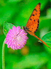 Butterfly - Insect, Flowerbed, Monarch Butterfly, Animal, Insect