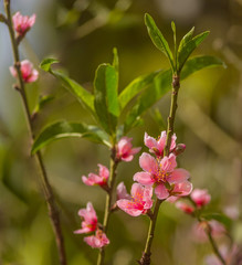 Pink Peach Tree Blossom