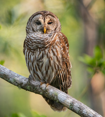 Barred Owl 