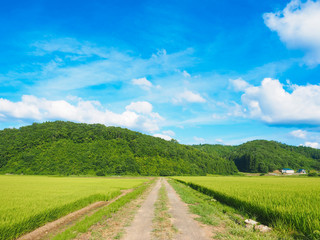 田園