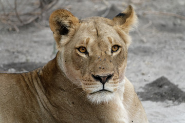 Portrait of a young lioness, Chobe National Park, Botswana, Africa