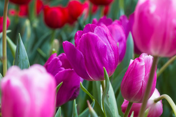 Tulip in winter Thailand