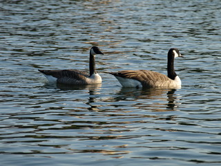 ente, wasser