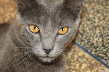 tète de chat 