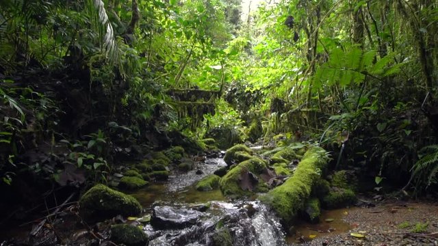 A clearwater stream flowing in slow motion through montane rainforest at 1.900m elevation in the Cordillera del Condor, a site of high biodiversity and endemism in southern Ecuador