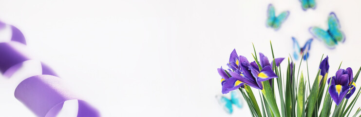 Purple irises on a white background