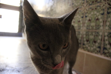 chat gris