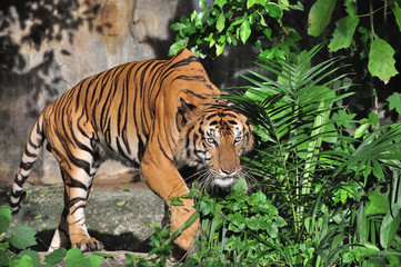 Fototapeta na wymiar Gesture of tiger