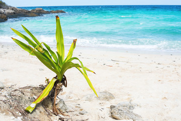 Tropical Green Plant on White Sand Beach