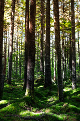 Magic morning forest with a soft carpet of moss in the north of the Khabarovsk region of Russia