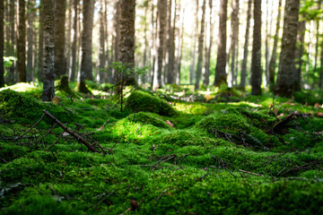 Magic morning forest with a soft carpet of moss in the north of the Khabarovsk region of Russia