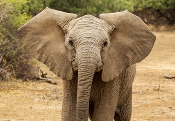 Fototapeta na wymiar young elephant 