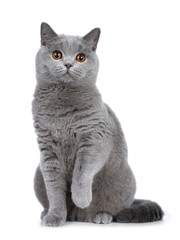 Sweet young adult solid blue British Shorthair cat kitten sitting up front view, looking at camera with orange eyes and one paw lifted, isolated on white background