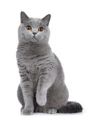 Fototapeten Sweet young adult solid blue British Shorthair cat kitten sitting up front view, looking at camera with orange eyes and one paw lifted, isolated on white background © Nynke