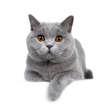 Sweet young adult solid blue British Shorthair cat kitten laying down front view, looking at camera with orange eyes and one paw hanging over edge, isolated on white background
