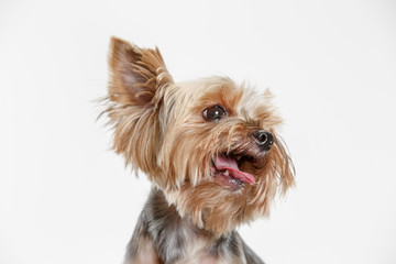 Yorkshire terrier at studio against a white background