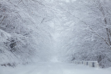 snow-covered road going into the distance