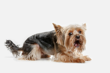 Yorkshire terrier at studio against a white background