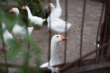 Homemade geese in a cage in village