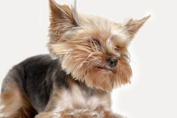 Yorkshire terrier at studio against a white background