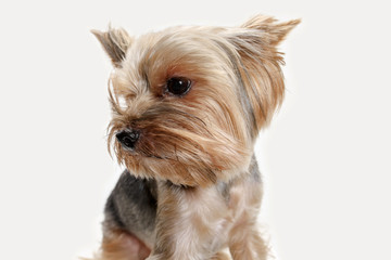 Yorkshire terrier at studio against a white background