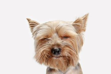 Yorkshire terrier at studio against a white background