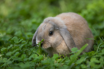 brown decorative rabbit on the grass
