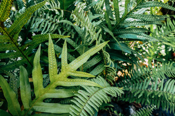 natural fern background