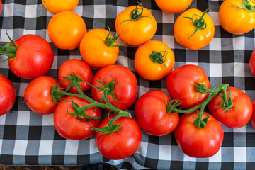 Colorful Tomatoes on a Black and White Table Cloth