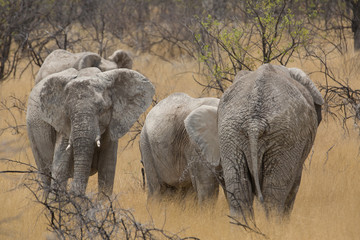 Obraz na płótnie Canvas elephant in africa in a group