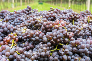 Pinot Grigio grape variety. Ripe bunch of grapes during harvest at the vineyard of South Tyrol/Trentino Alto Adige, northern Italy.